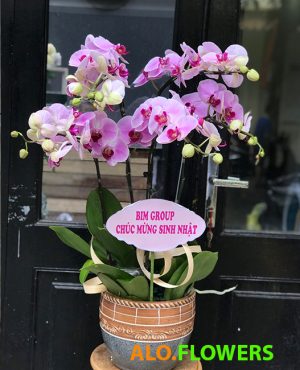 cửa hàng hoa lan duy phong