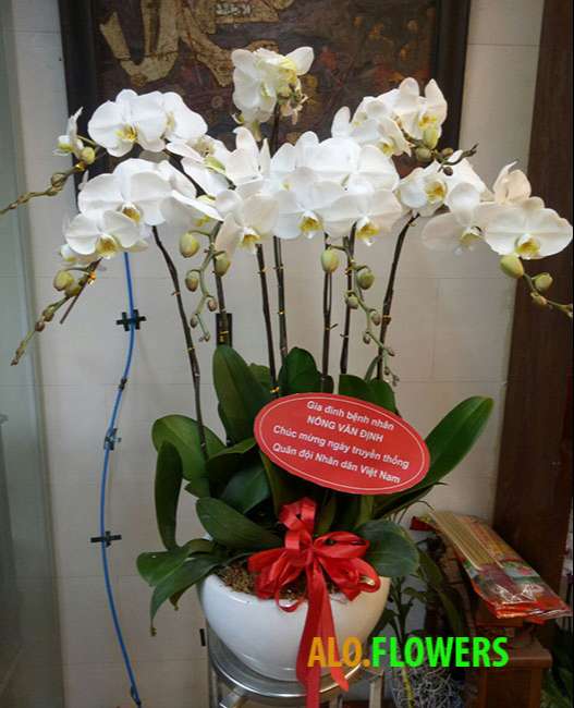 hoa lan hồ điệp màu trắng 