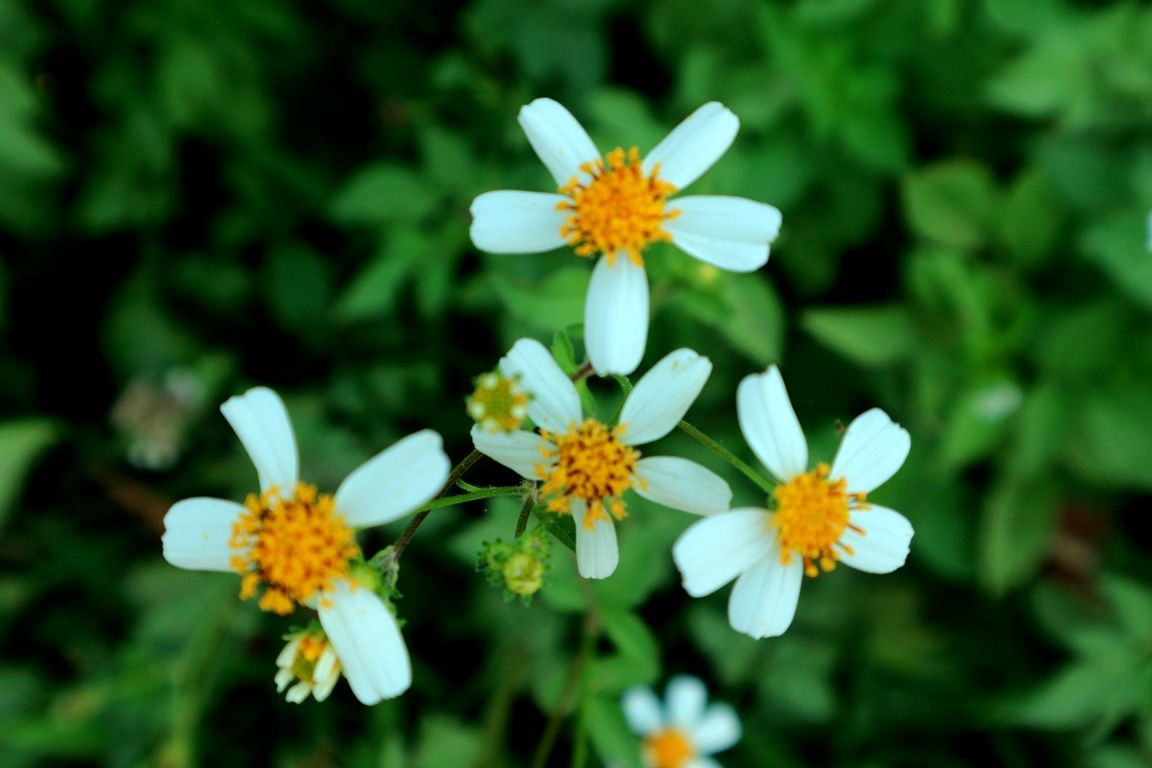 Loài hoa dại đẹp nhất - Alo Flowers