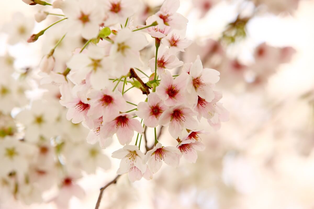 Các loài hoa trong tiếng Nhật