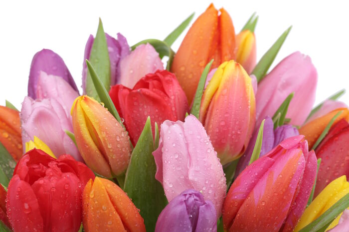 Mua Hoa Tulip Tươi