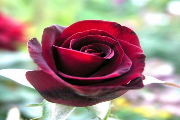 Các loại hoa hồng đẹp nhất Việt nam