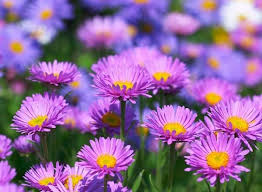 các loài hoa màu tím ở đà lạt