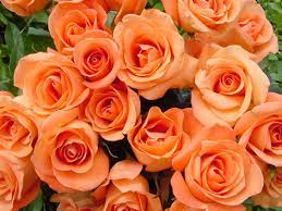 Hoa hồng vàng cam