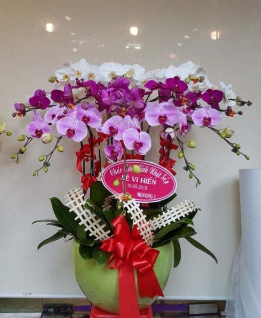cửa hàng hoa lan 24 đường thành thái quận 10 - Alo Flowers ( https://alo.flowers › Blog ) 