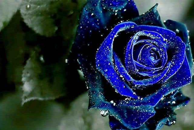 Hình nền hoa hồng xanh đẹp nhất  Tải ảnh hoa đẹp chất lượng