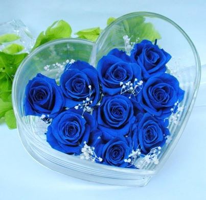 Hoa hồng xanh đẹp - Alo Flowers