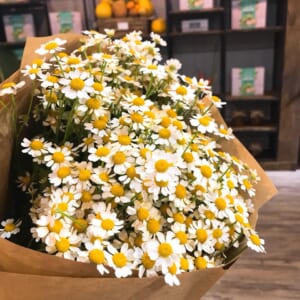 shop bán hoa cúc tana