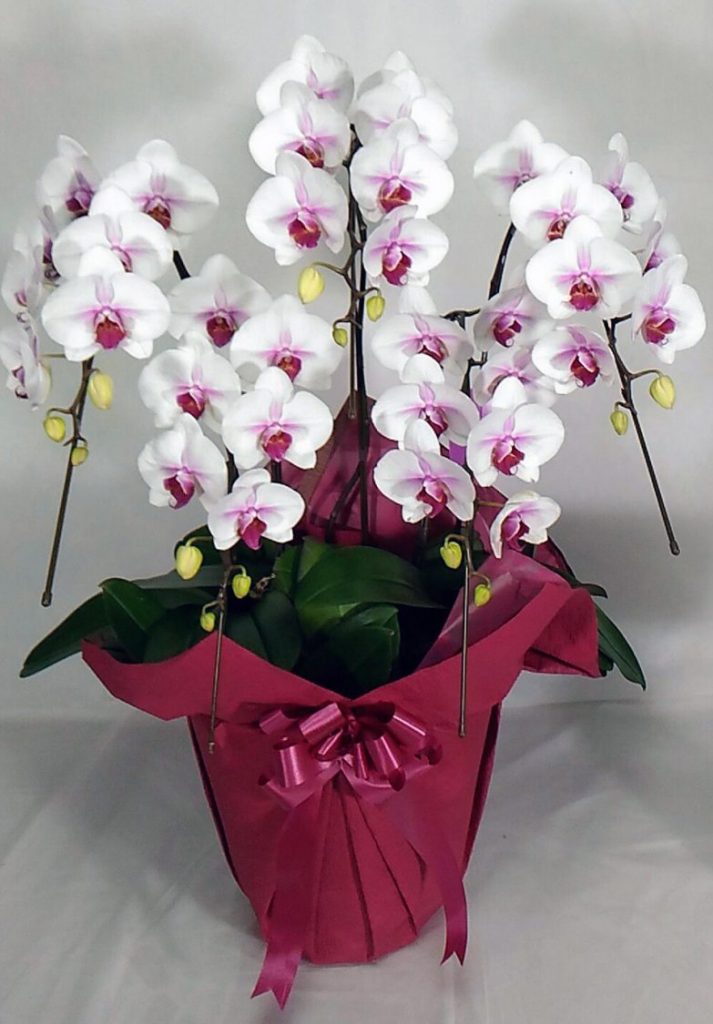 Bật mí cách chọn hoa lan mừng sinh nhật  Uflowers  Giao Hoa Chuyên Nghiệp   Nhiều mẫu hoa đẹp