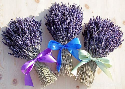 Bó hoa lavender đẹp