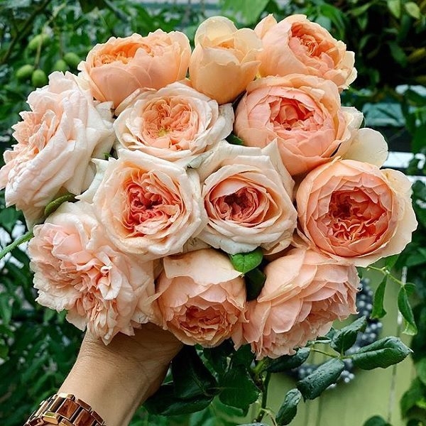 Bó hoa hồng màu cam đẹp nhất