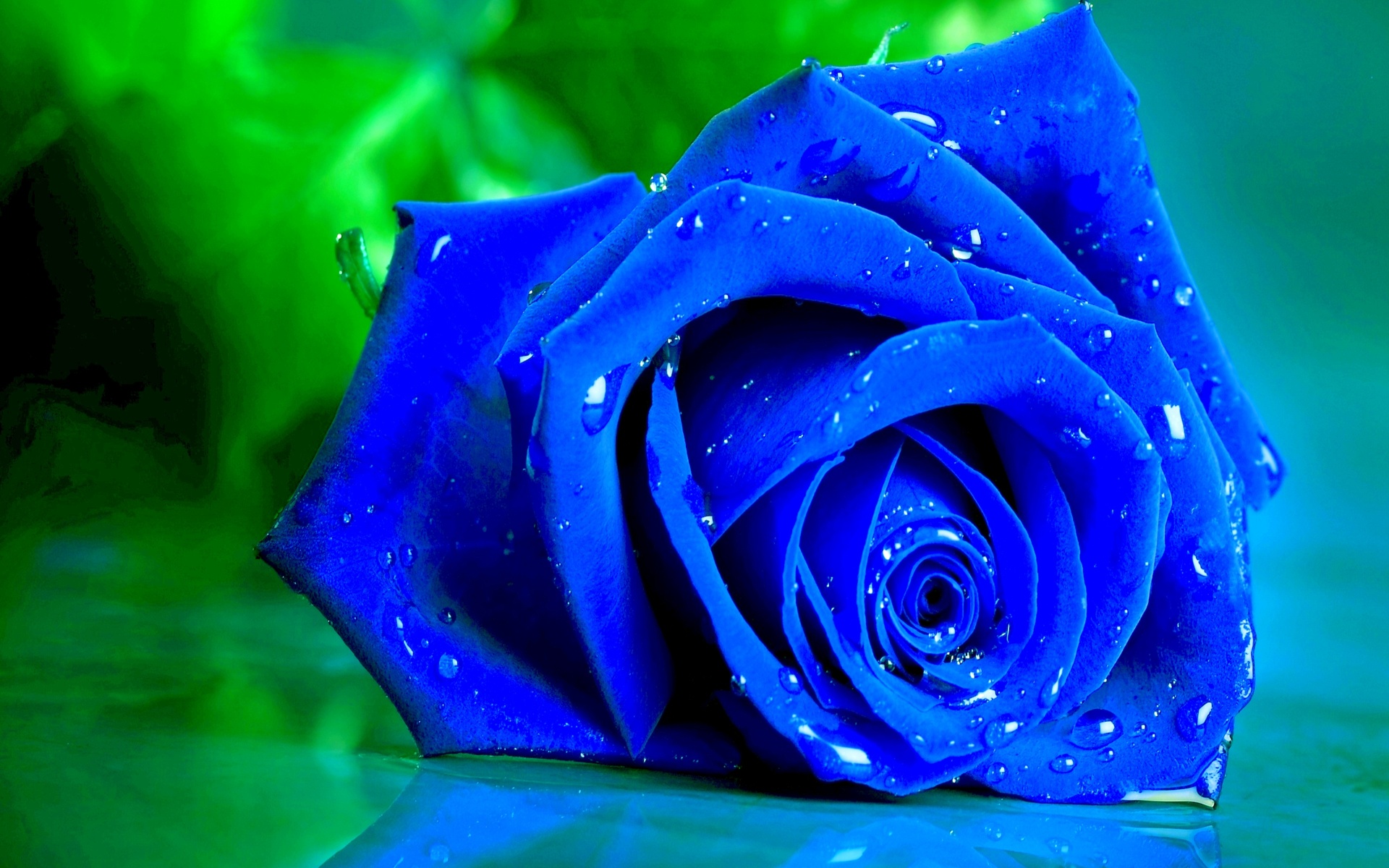 Hoa hồng màu xanh hình nền - Alo Flowers