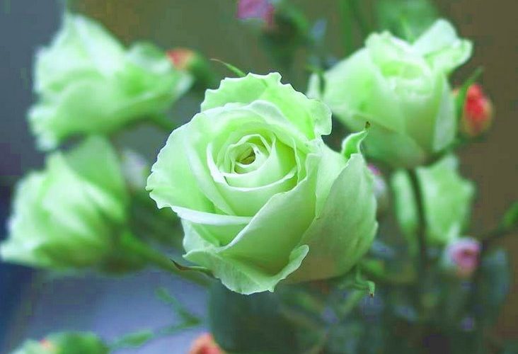 Giống hoa hồng xanh thân gỗ